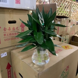 荷兰竹2